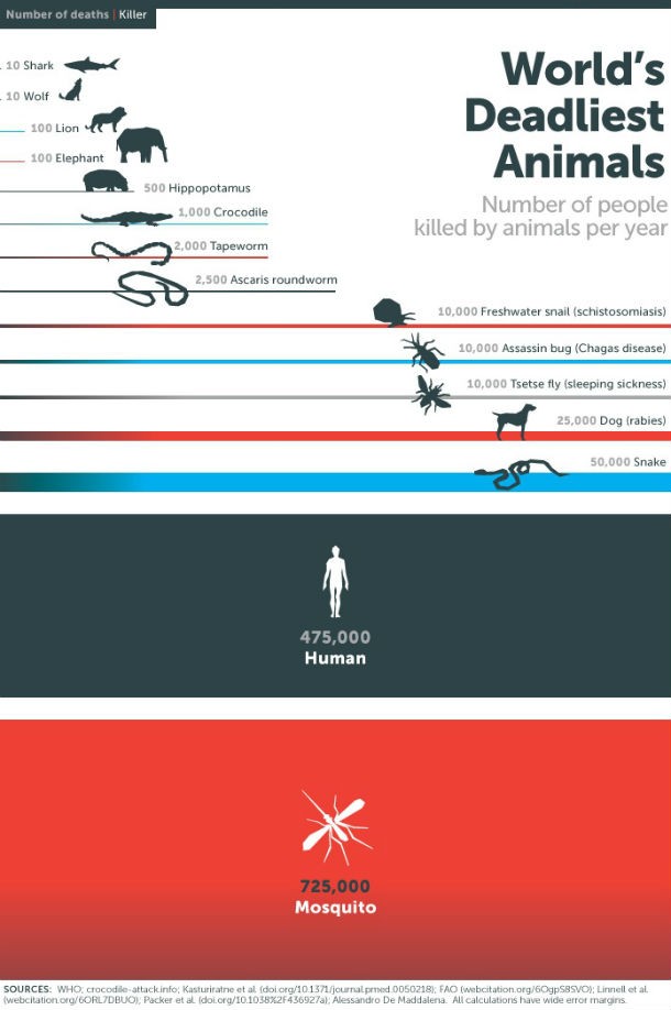 Radiografia do dia: Os animais mais mortíferos do mundo