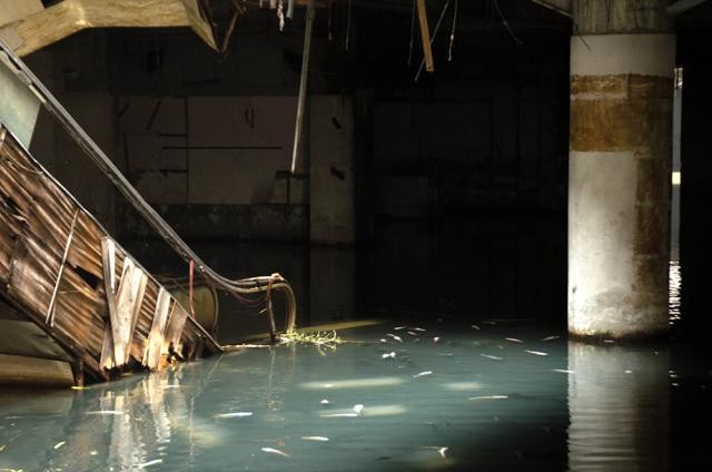 Um centro comercial abandonado converte-se num aquário urbano secreto cheio de peixes (fotos)