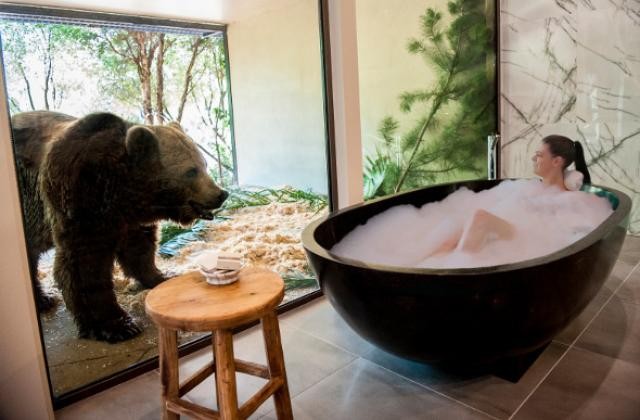 Jamala Wildlife Lodge: Acordar e ter um urso no quarto ou um leão na sala (fotos) 