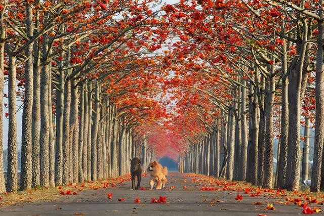 Rua em Taiwan