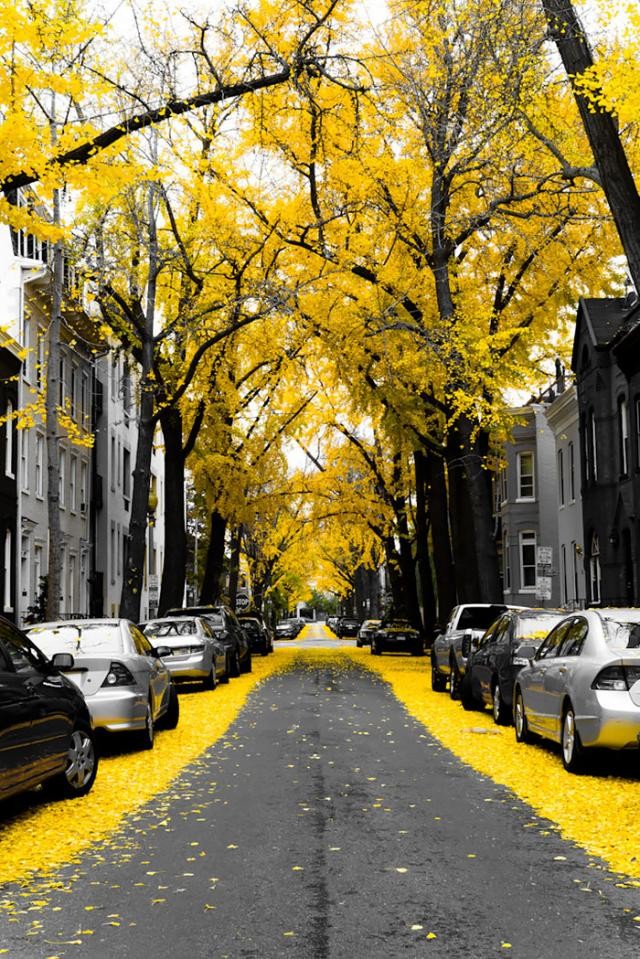 Rua em Washington, EUA