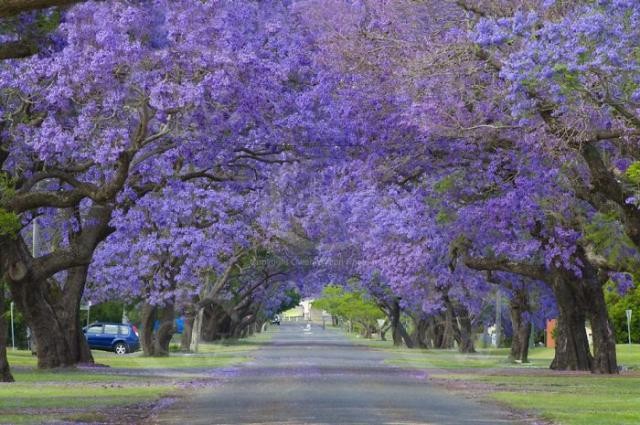 Rua em Grafton, Austrália