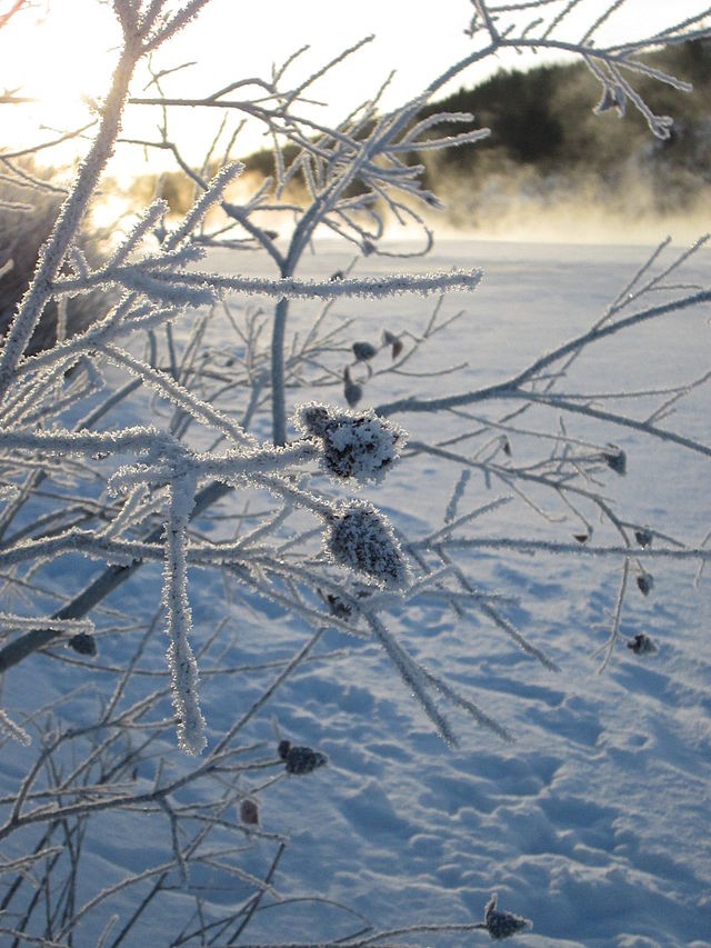 bow_river_ice_fog_and_hoar_frost