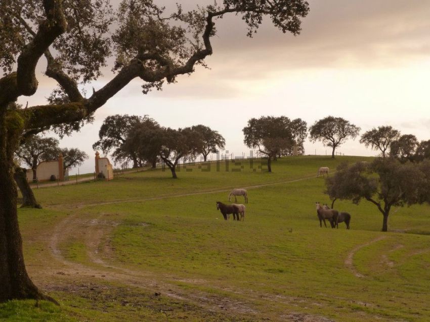 Esta espetacular herdade está localizada em Portalegre e custa 3.970.000 euros.