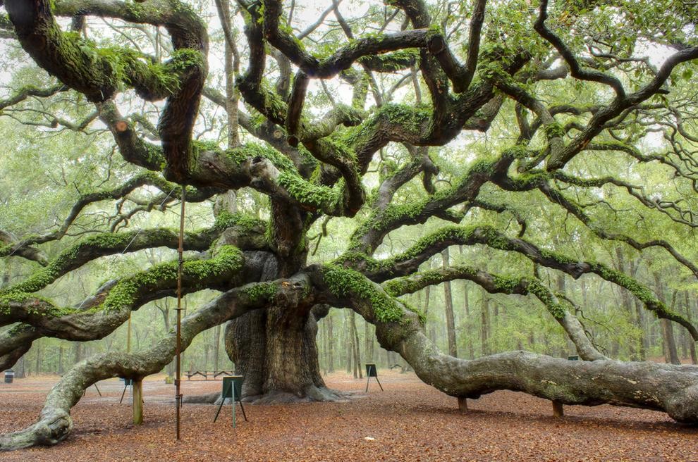 Angel Oak, Charleston, EUA