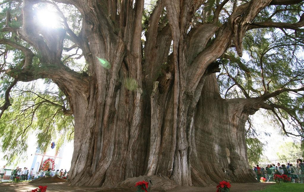 Arbol del Tule, México