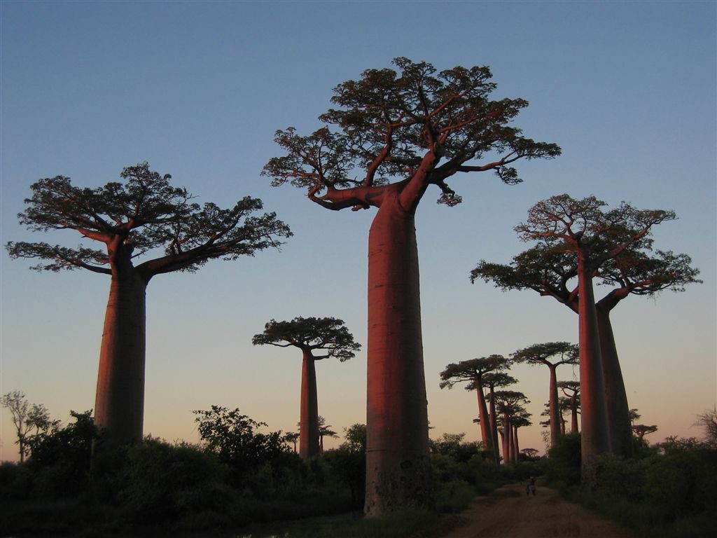 Baobab Trees, Madagáscar