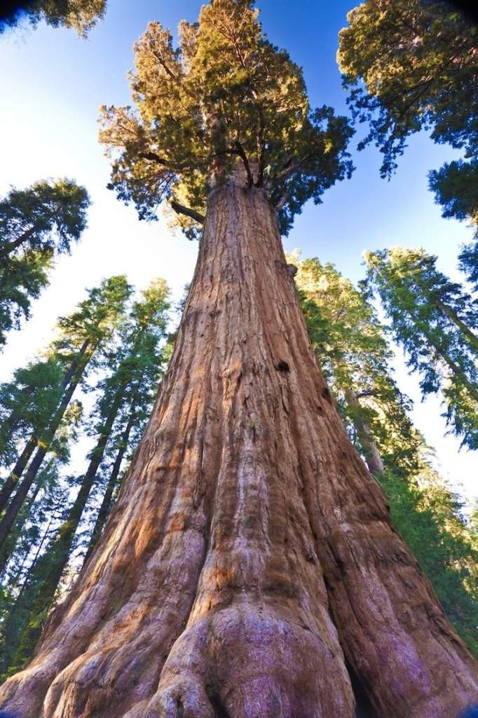 Árvore mais bonita do mundo' tem 860 anos, ganhou fama na pandemia e atrai  muitos turistas - Hora 7 - R7 Hora 7