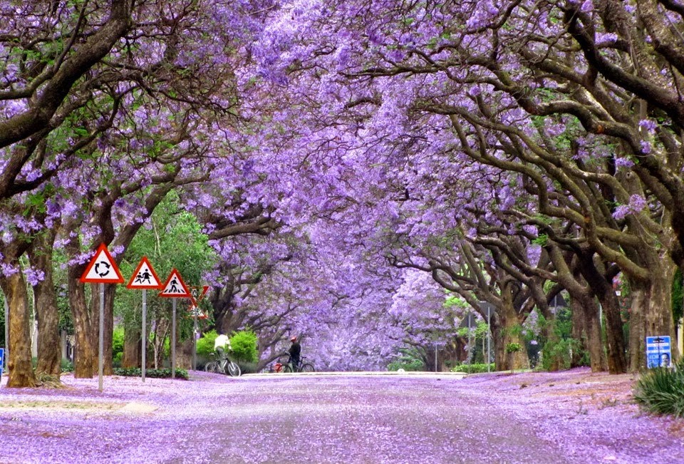 jacaranda-trees-south-africa