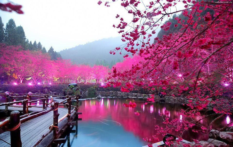 Cherry Blossom, Tóquio, Japão