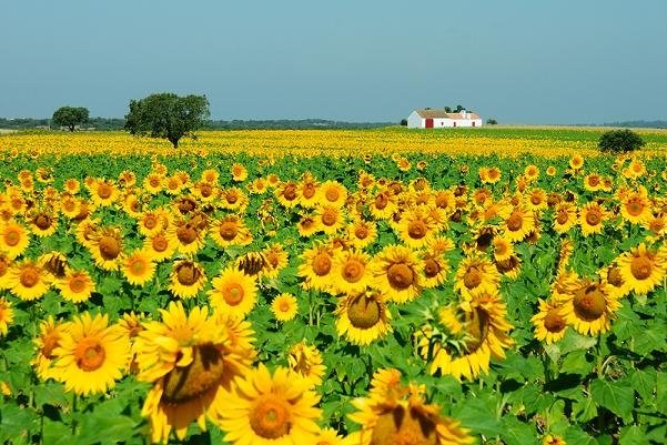 Alentejo é um dos 50 destinos a visitar em 2016, diz o The New York Times