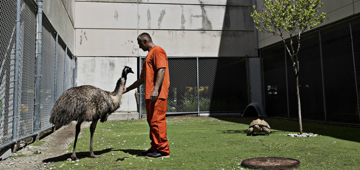 A prisão que é (também) um zoo de animais exóticos abandonados 