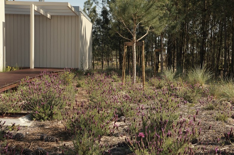 Dicas de decoração: A importância de ter plantas autóctones no jardim