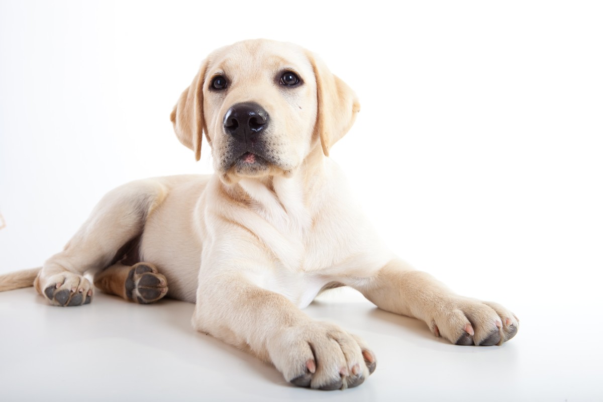 Deco Alerta: Sabias que a partir de maio os animais de estimação deixam de ser “coisas”?