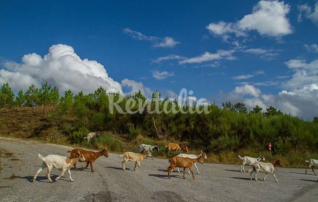 h.9188968.1070.680.0.ffffff.wm_.94b3c484