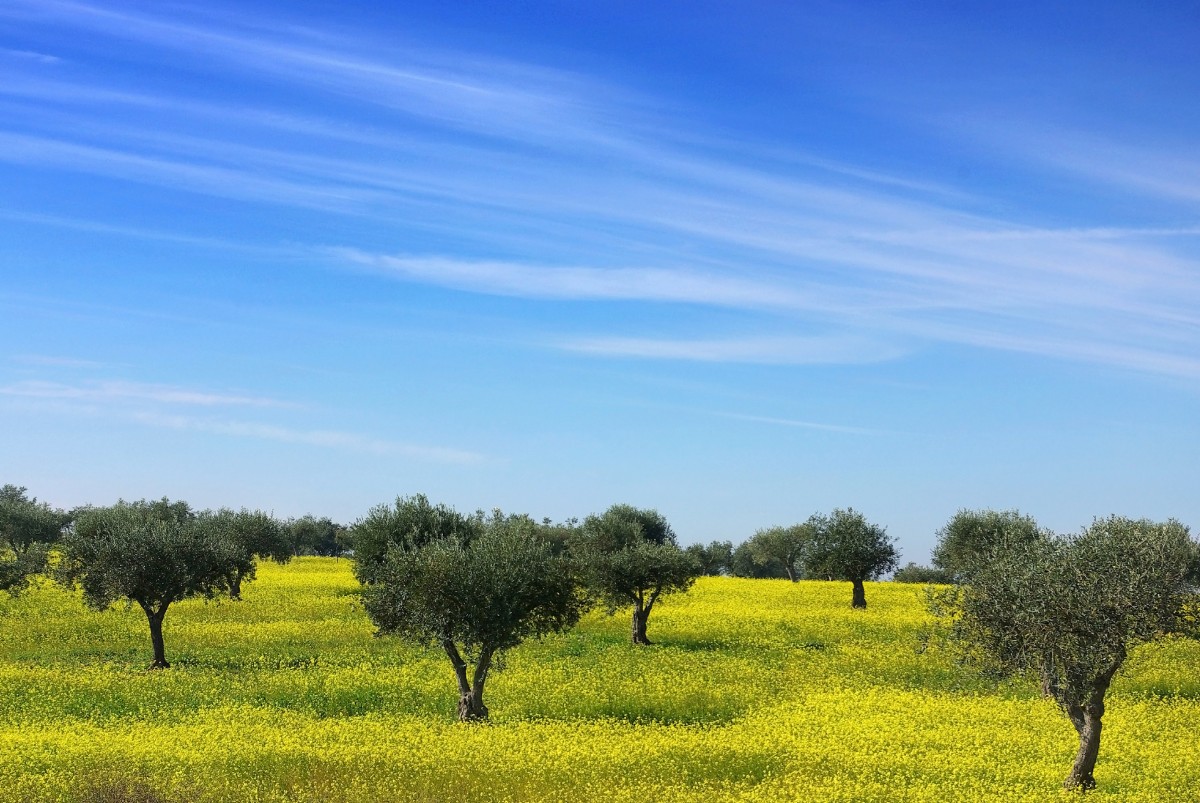 IMI: cerca de 2,5 milhões de terrenos serão avaliados 