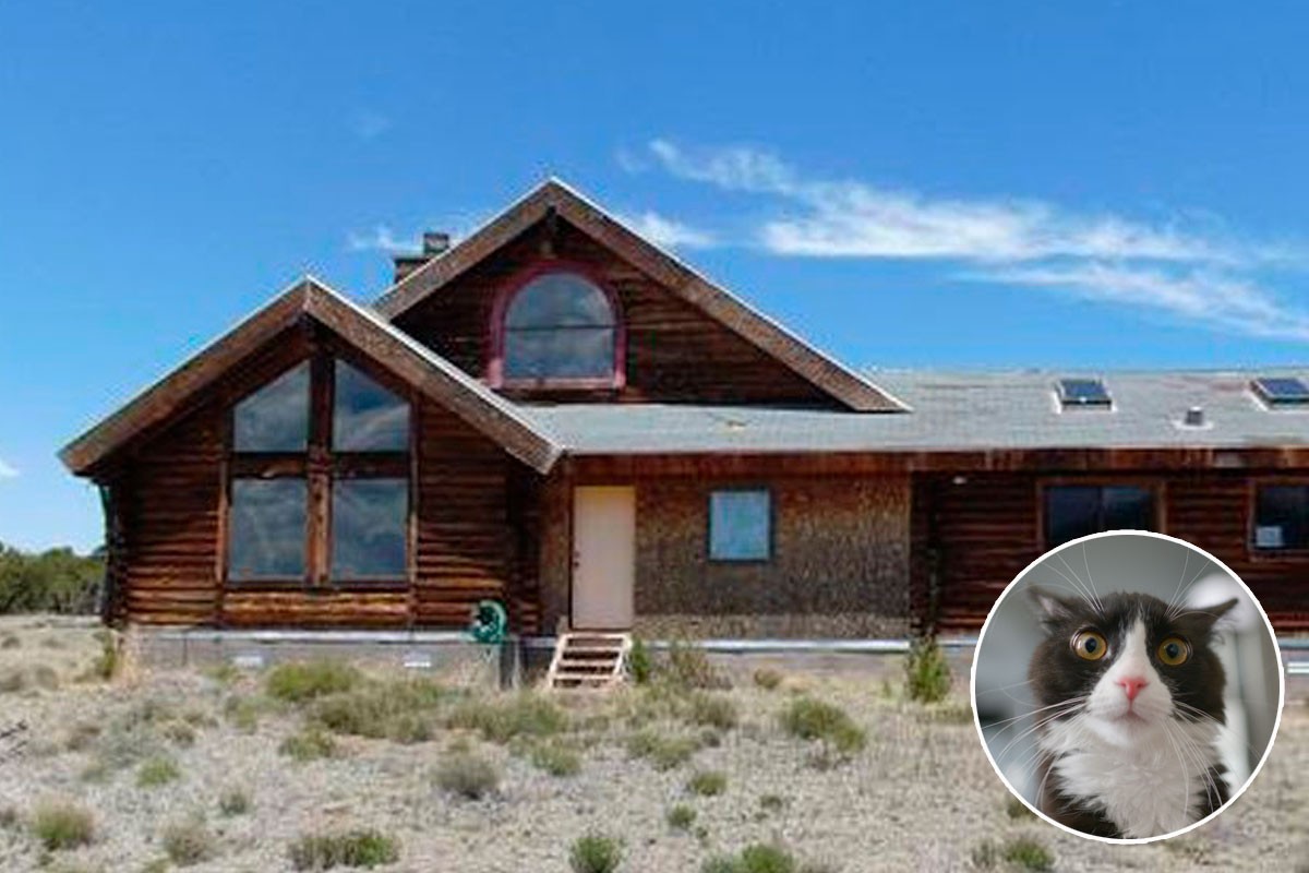 Até um gato vai ficar louco nesta casa 