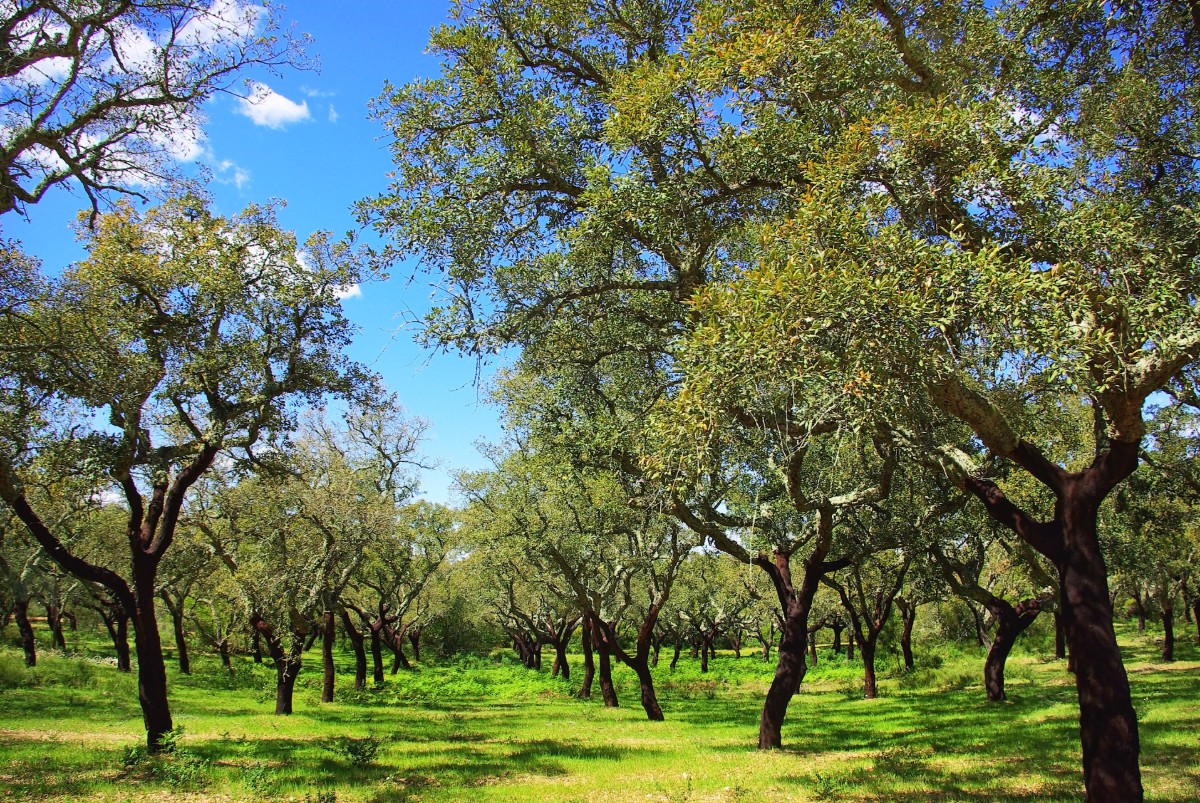 Sabes quanto vale a floresta portuguesa? 