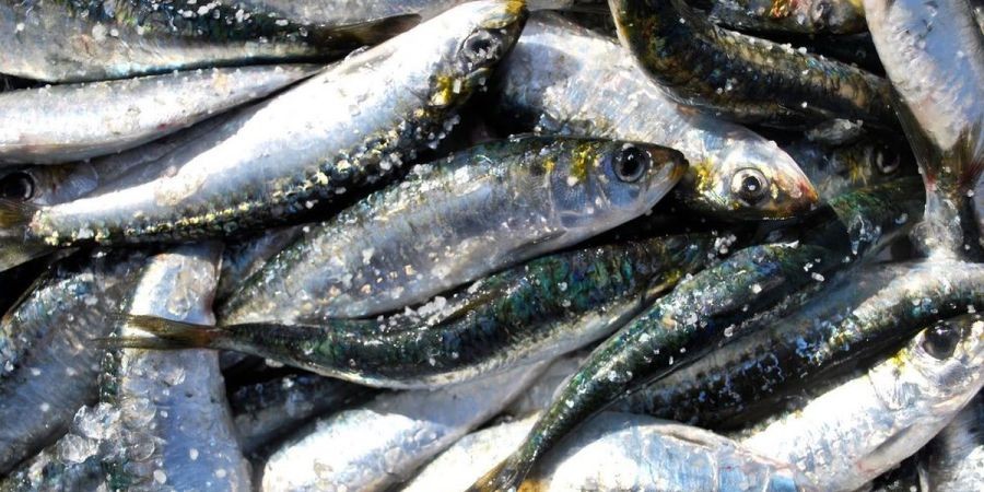 Sardinha em Portugal: Governo contradiz CE e garante que "não há sobrepesca"