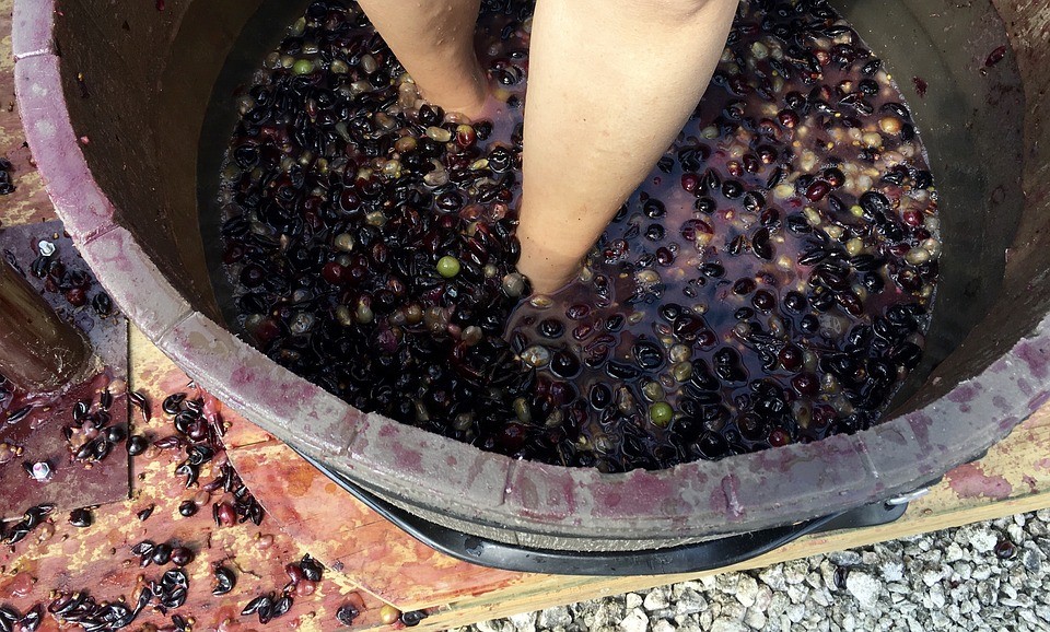La façon traditionnelle de faire du vin, en marchant sur les raisins La façon traditionnelle de faire du vin, en marchant sur les raisins