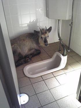 bano_con_cabra_incorporada