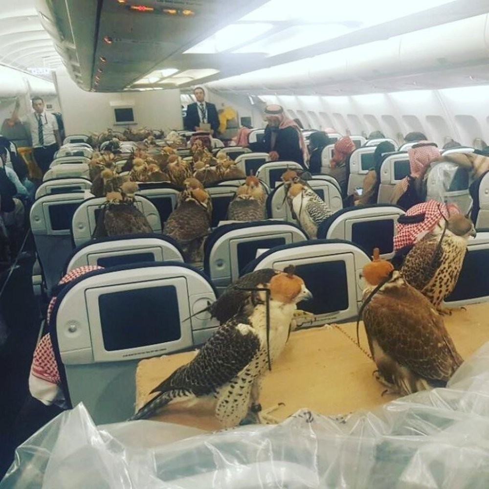 Um avião reservado para 80 falcões