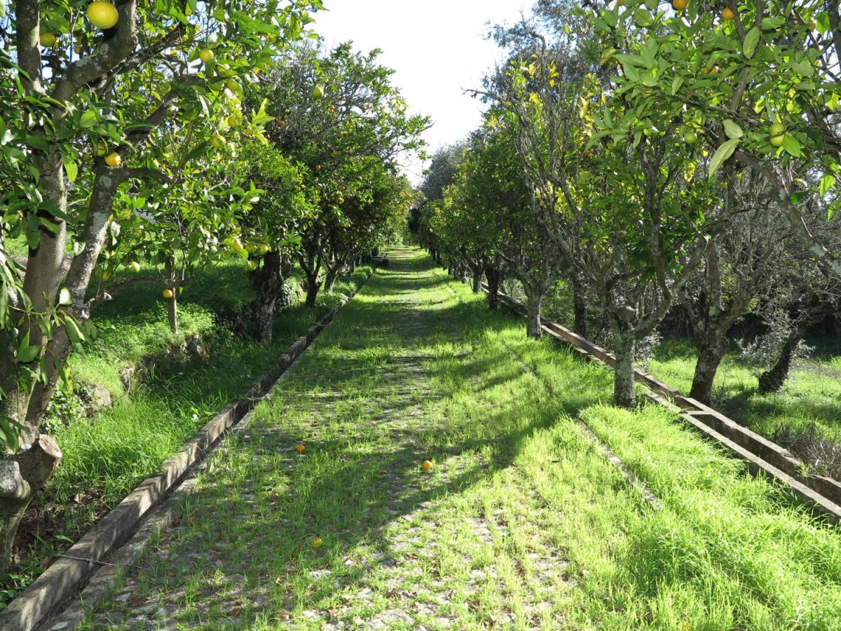 The charming grounds of the property