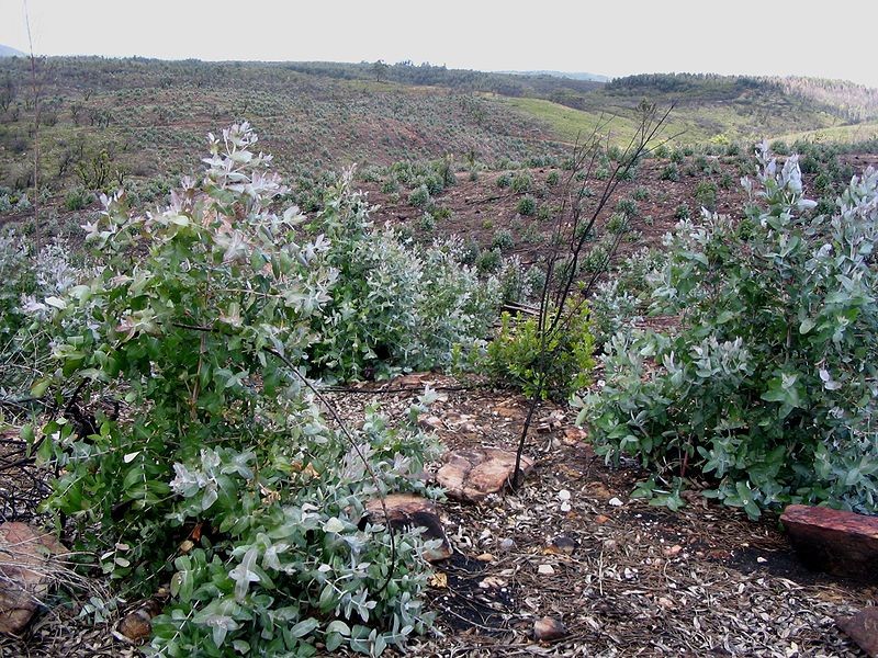 Navigator quer arrendar matas em Portugal