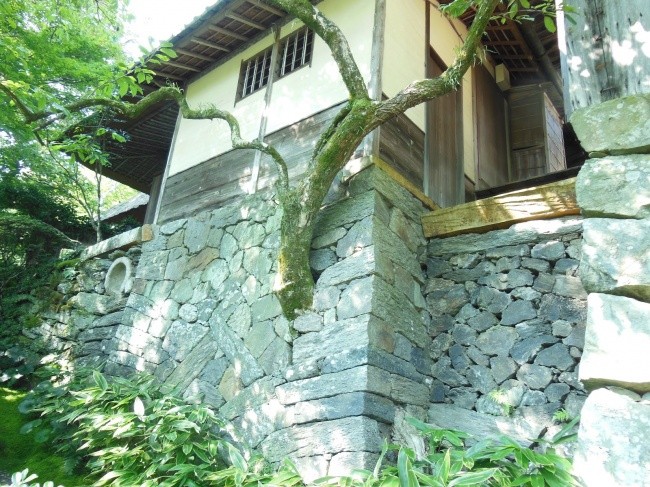 Talvez esta árvore se apodere da casa Talvez esta árvore se apodere da casa