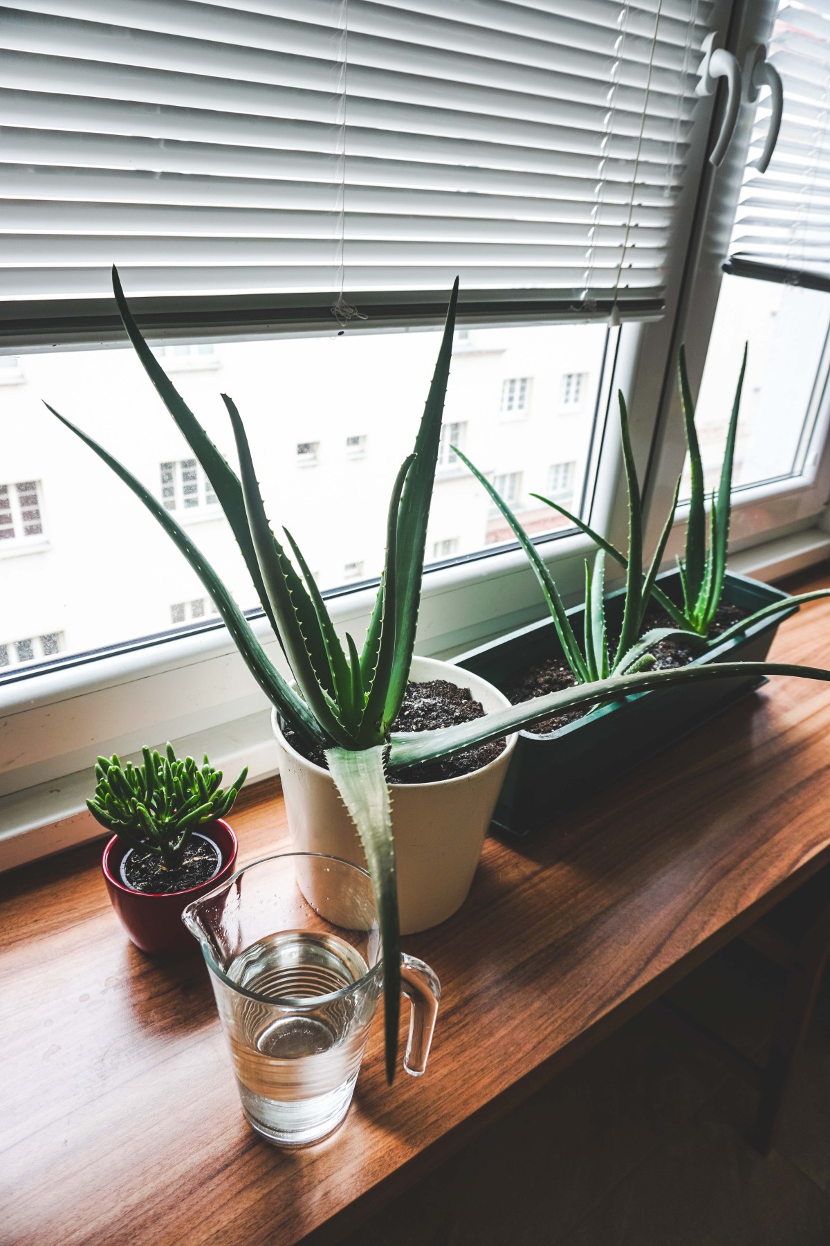 Aloe Vera Aloe Vera