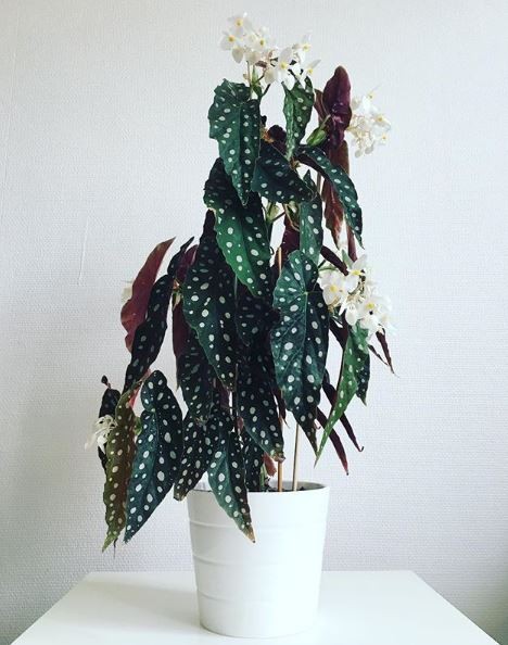 Begonia Maculata