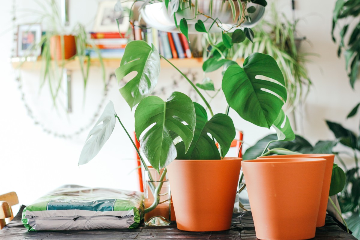 Costela de Adão ou Monstera Deliciosa