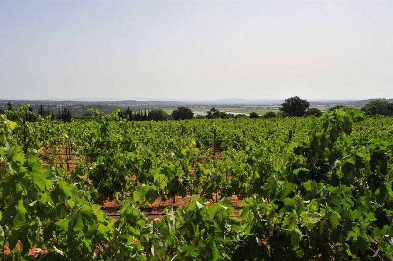 The property comes with its own vineyards