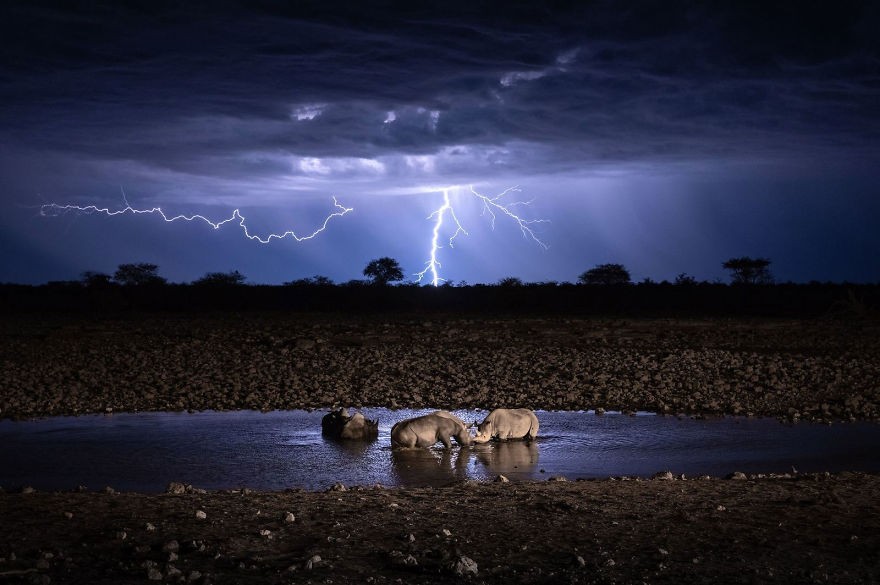 'Wildlife Under Lightning'