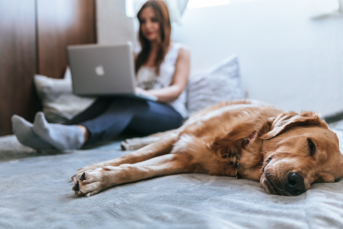 Senhorios podem (ou não) rejeitar inquilinos com animais de estimação?