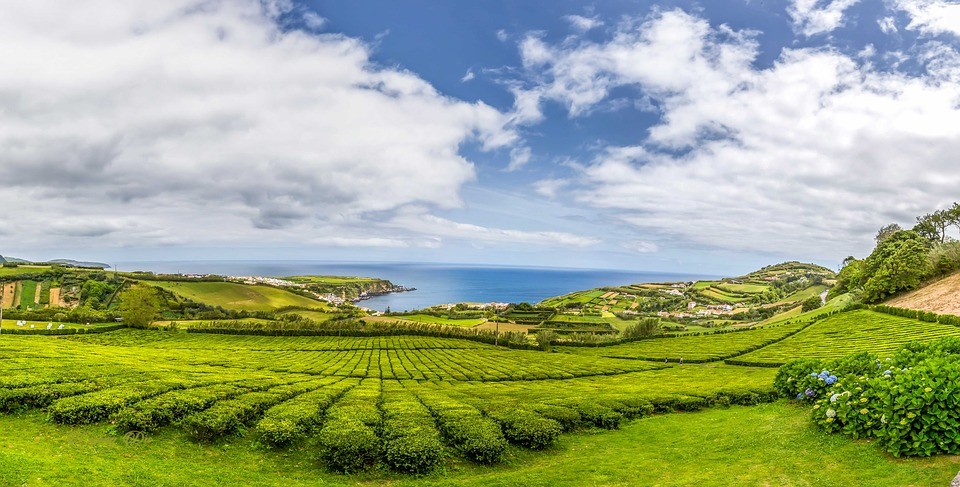 Hermosos campos verdes en las Azores 