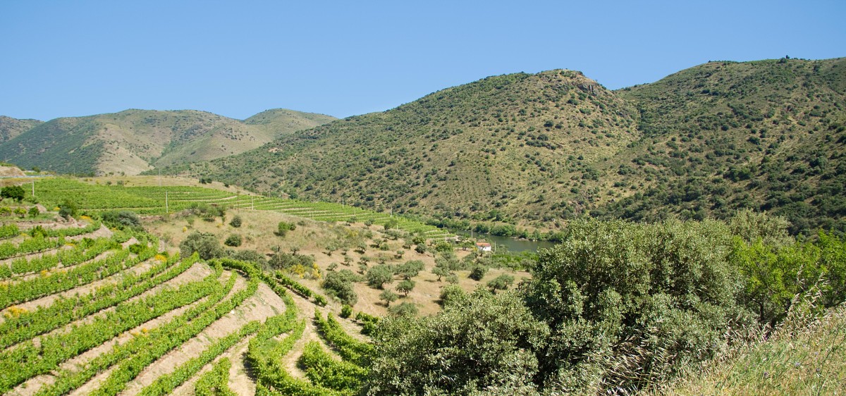 Viñedos en el Parque Natural Internacional del Duero