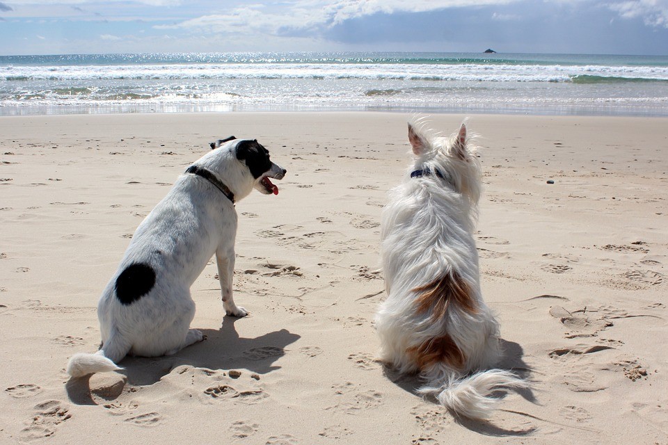 Spiagge per cani in Portogallo