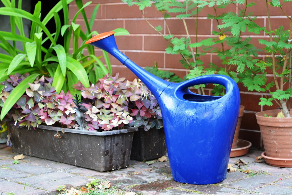Cuidar das plantas: ideias práticas para mantê-las vivas quando fores de férias