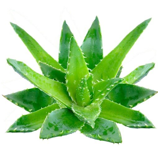 Que tipo de plantas se pode escolher?