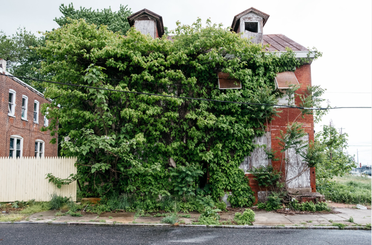 Uma casa engolida pela natureza