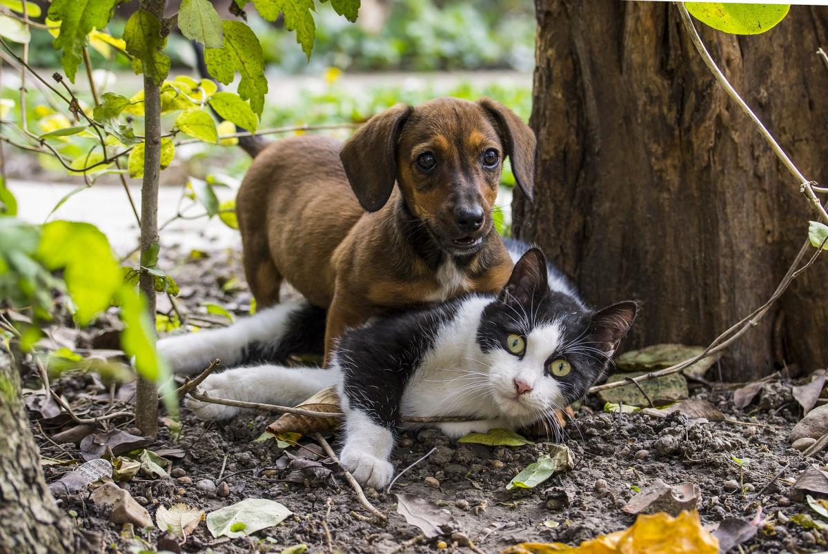 Animais de estimação têm nova lei - guia completo para saber o que está em causa