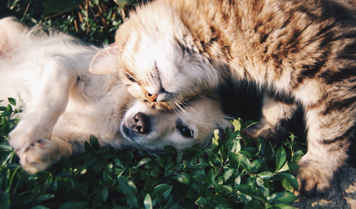 Tens animais de estimação? Tudo o que precisas de saber