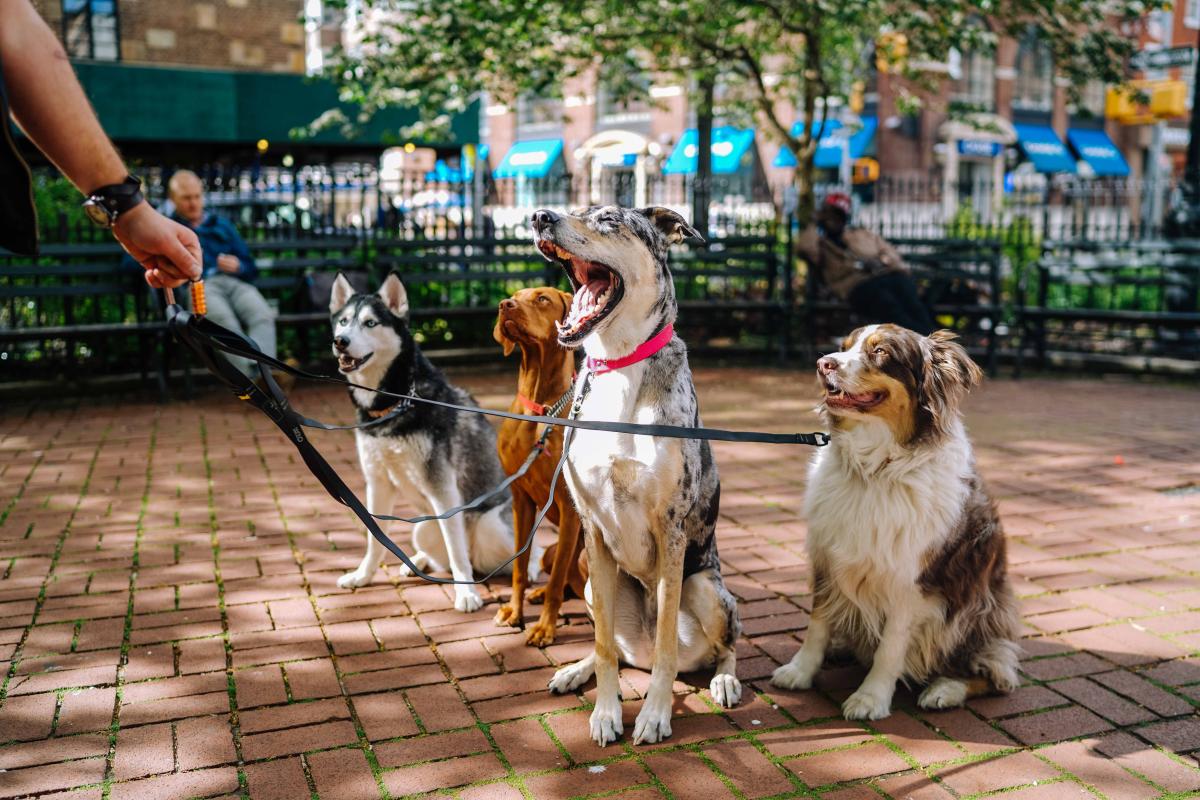 Animais de estimação - as regras para sair à rua sem violar a lei