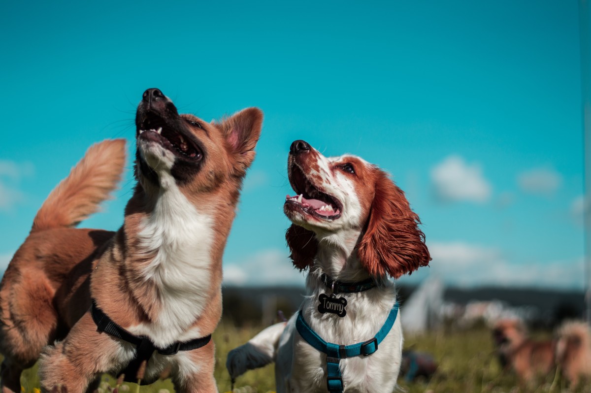 O registo de animais de estimação quanto custa afinal? Mais de 2,50 euros...