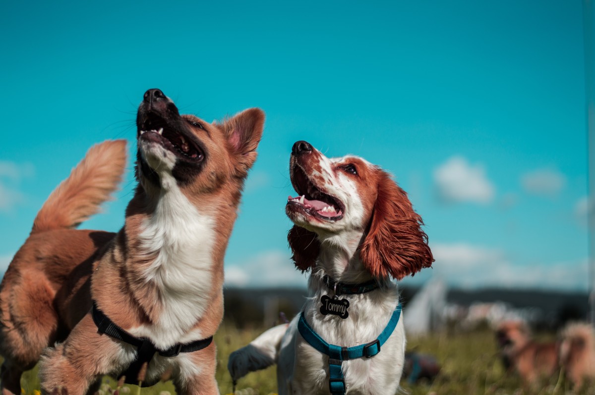 O registo de animais de estimação quanto custa afinal? Mais de 2,50 euros...