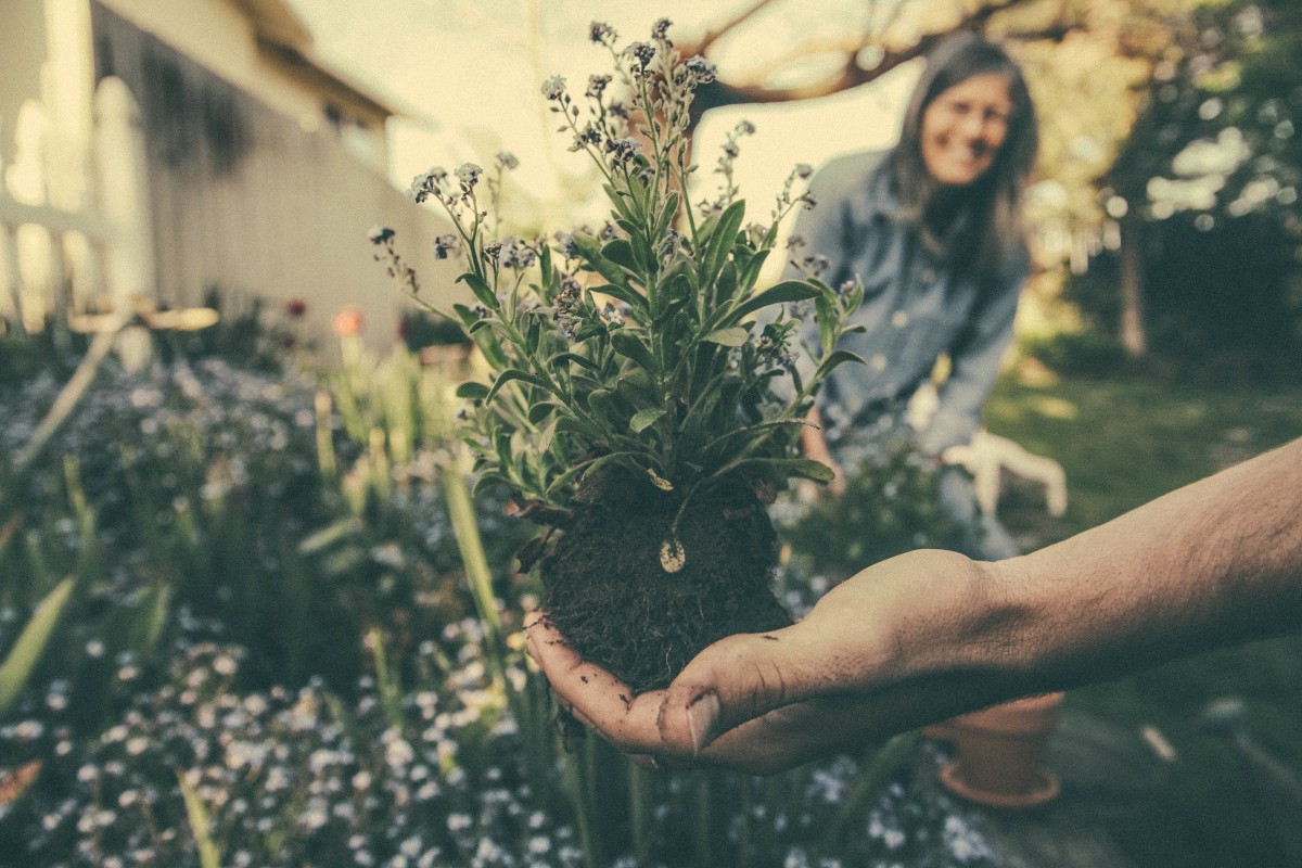 As plantas necessitam de atenção