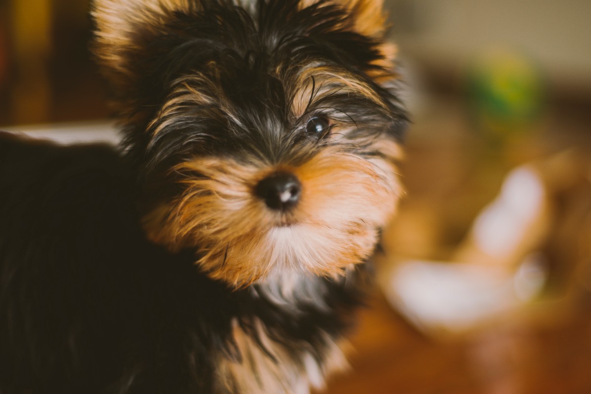 Yorkshire Terrier
