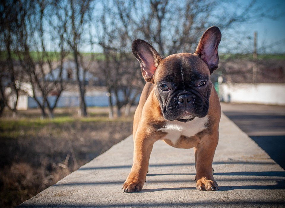 Buldogue Francês