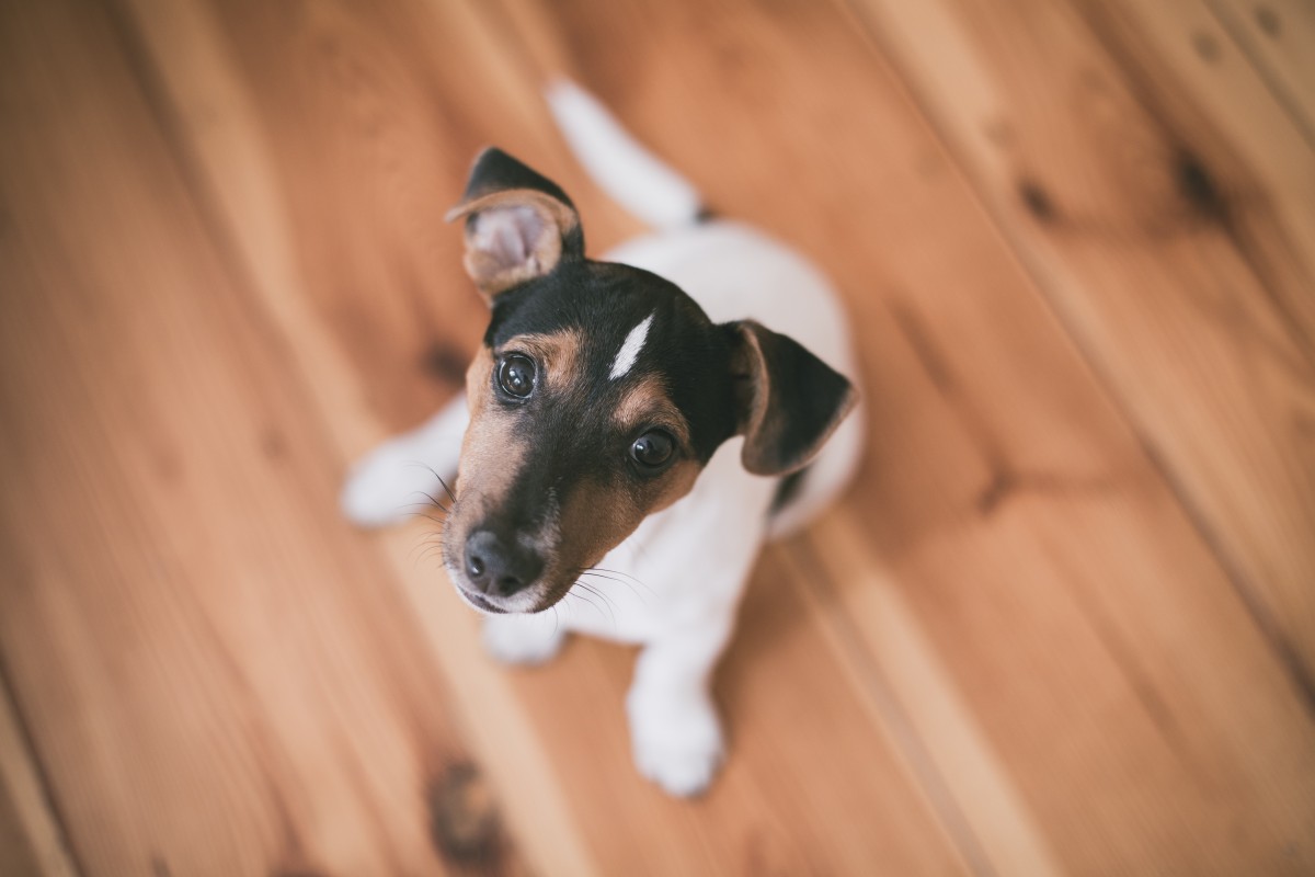 Jack Russell